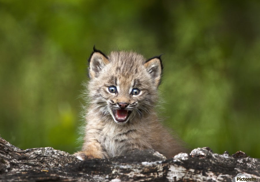 Live baby lynx